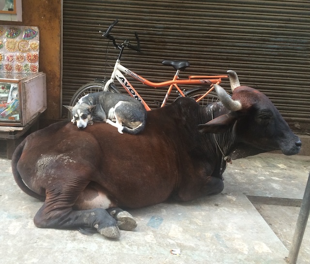 dog-on-cow